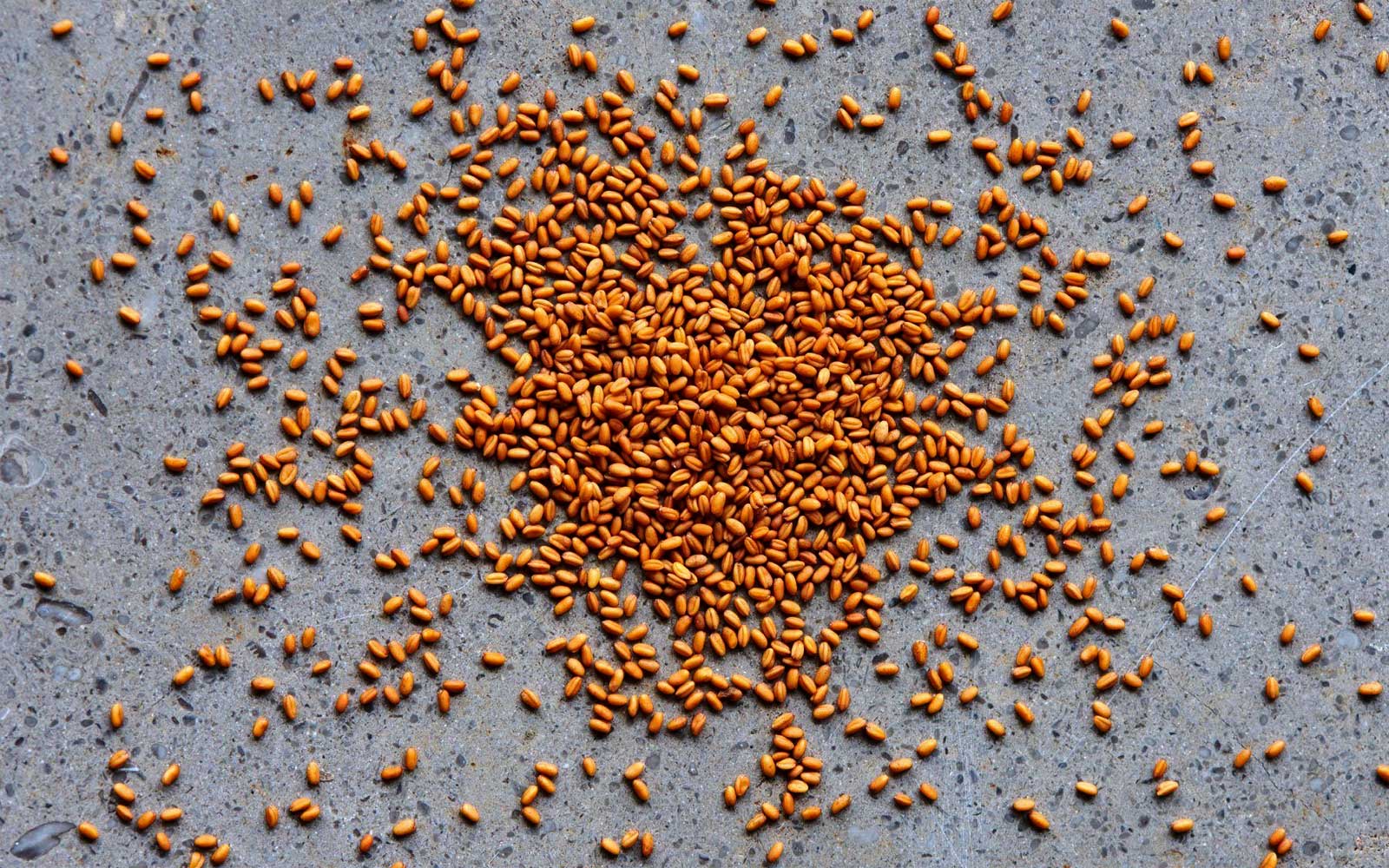 Camelina Seed