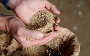 British Quinoa