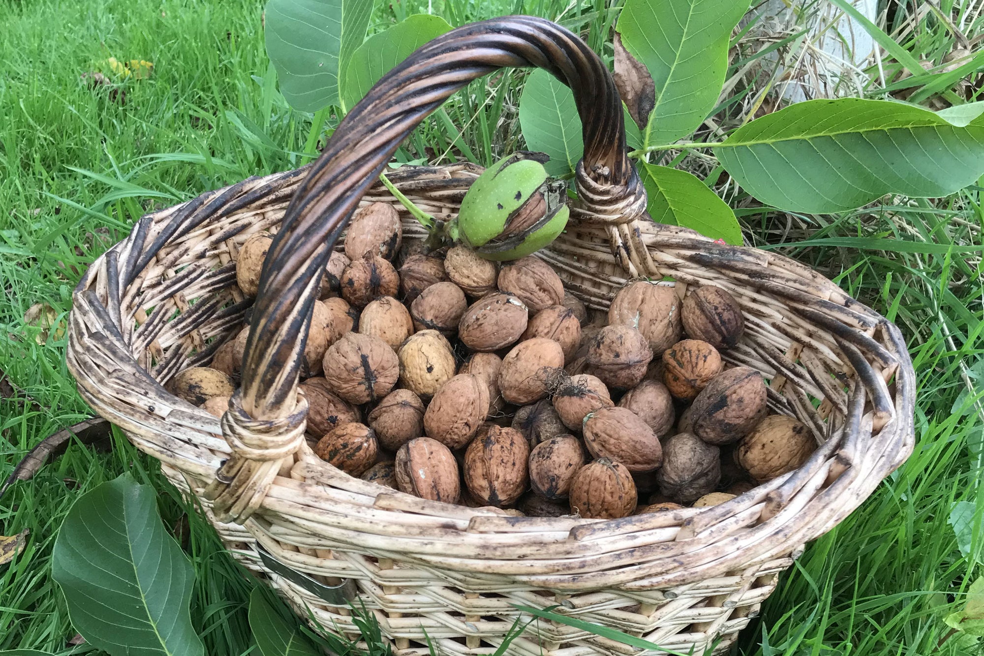 Whole Wet Walnuts in Shell